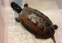 很小的乌龟吃什么？