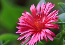 穿心莲与牡丹吊兰区别？是什么？