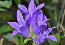 风铃草怎么度夏