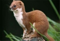 黄鼠狼是几级保护动物