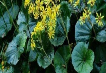 大吴风草有毒吗？