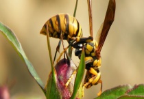 马蜂如何越冬 关于马蜂的基本信息