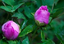 为什么芍药花苞会枯萎