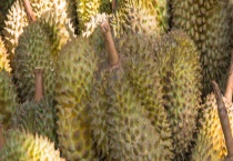 榴莲为什么那么贵？多少钱一斤 吃了有什么好处