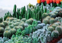 家里养仙人掌有讲究吗？