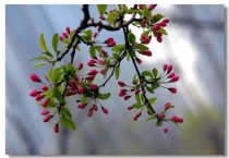 天津海棠花什么时候开