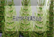 开运竹叶子发黄怎么办？
