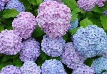 绣球花为什么会变色