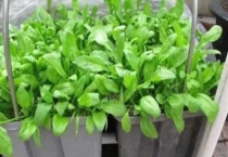 菠菜耐寒多少度