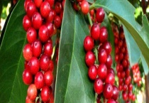 五味子什么时候开花 附其地理分布、泌蜜条件和蜂蜜产量