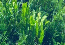 海藻是不是裙带菜 关于裙带菜的介绍