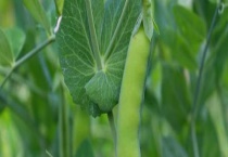 荷兰豆的生长期是多少天