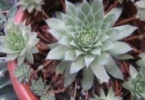 多肉中间窜出小头怎么办？