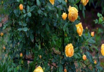 月季常见病虫害防治方法 附其发病症状和发生规律