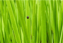 蜱虫分布在江苏哪些地区