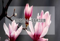 玉兰花为什么一年有两次花期