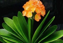 君子兰的根系怎样修剪