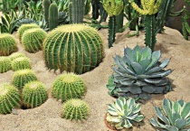 浑身刺的球圆圆的是什么植物