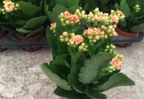 长寿花需要什么肥料