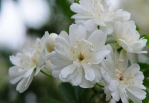 木香该怎么种植