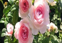 藤本月季怎么修剪 注意修剪开花枝叶时需要留下2 3个芽点