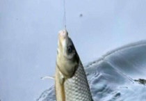 春季钓鲫鱼技巧大全 附饵料、钓点的选择