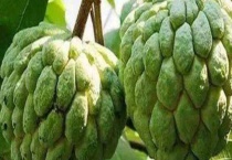 释迦果和番荔枝的区别？ 附其产地和营养价值