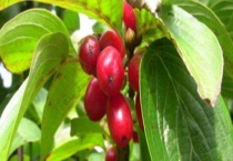 山茱萸病虫害防治技术 附防治要点