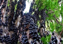 山竹树长什么样子的 既是植物也是果实