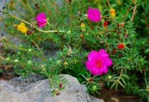 太阳花不长花苞怎么办？