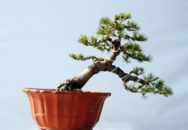 大阪松盆景的养护多久？