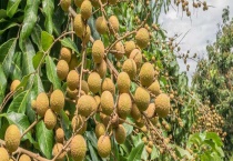 桂花和桂圆有关系吗？