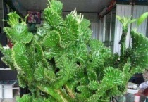 玉麒麟剪下来怎样栽