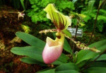 仙履兰的花语是什么？