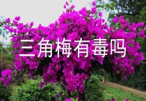三角梅有毒吗？