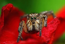 蟹蛛爱吃什么？