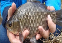 大板鲫和普通鲫鱼有什么区别？？附其分布范围