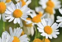 小雏菊鲜花能养多久？