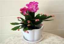 叶仙多粗能嫁接蟹爪兰