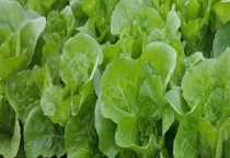 大白菜叶腐病 附防治多久？