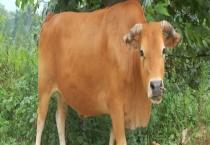 牛的年龄怎么看？从这几个方面入手