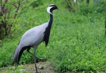 白鹤是哺乳动物吗？