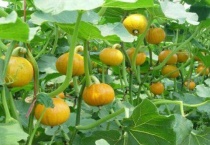 南瓜怎样掐尖打叉