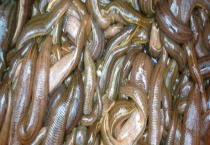 水蛭的捕捉方法 在竹筒内涂血捕捉