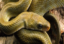 蛇是如何过冬的 附蛇的生活习性