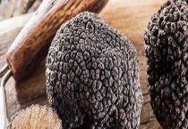 生吃松露可以吗 新鲜松露怎么吃