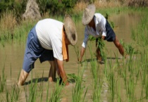 农民伯伯一般在地里做些什么农活 春季可做的农活有哪些？