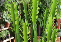 龙骨花病虫害的防治方法 附疮痂病病症