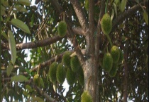 榴莲苗结果需要几年 榴莲有哪些品种