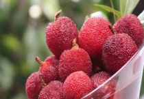 杨梅嫁接用什么砧木苗